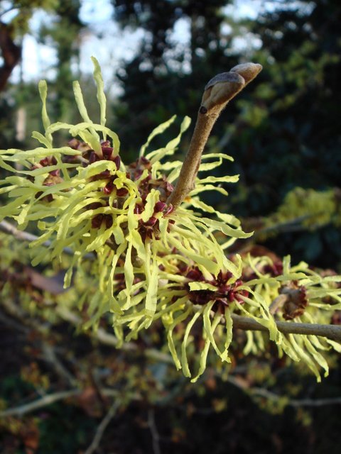 Hamamelis x intermedia 'Pallida' fleur
